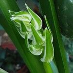 Albuca nelsonii 花