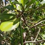 Ceriops tagal फल