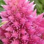 Celosia argentea Maua