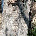 Celtis australis Bark
