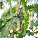 Prosopis juliflora Hedelmä