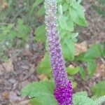 Teucrium hircanicum Lorea