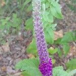 Teucrium hircanicum Flower