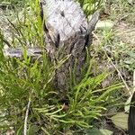 Lindsaea ensifolia Blatt