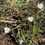 Baldellia ranunculoidesCvet