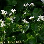 Cardamine asarifolia Mosusu