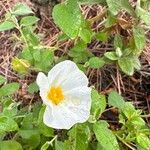 Cistus salviifolius Blüte