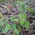 Stachys arvensis Habitus