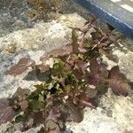 Mycelis muralis Feuille