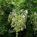 Duranta mutisii Flor