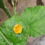 Sida cordata Floare