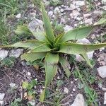 Yucca rupicola Blad