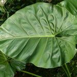 Philodendron giganteum Leaf