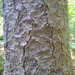 Pinus echinata Corteza