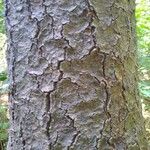 Pinus echinata Bark