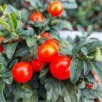 Solanum pseudocapsicum Fruit