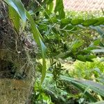 Polystachya concreta Frukto