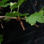 Ribes luridum