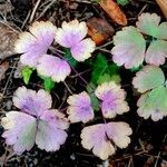 Aquilegia nigricans Yaprak