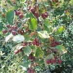 Crataegus douglasii Fruit