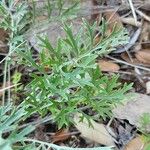 Tanacetum cinerariifolium Hoja
