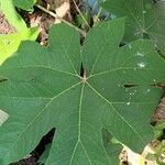 Tetrapanax papyrifer葉