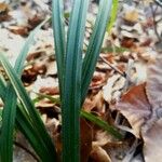 Carex pilosa Feuille