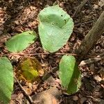 Luehea candida Leaf