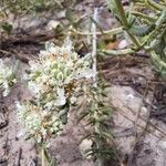 Teucrium dunense Blomma