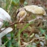 Cerradicola grewiifolia Fruit