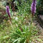 Liatris spicata عادت