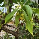 Bontia daphnoides Fruit