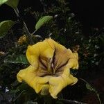 Solandra maximaFiore