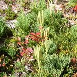 Lycopodium tristachyum Habitatea