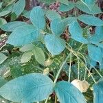 Staphylea pinnata Likasa