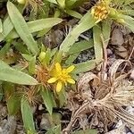 Pectis prostrata Flower