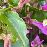 Bougainvillea glabra পাতা