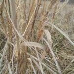 Miscanthus sinensis Лист