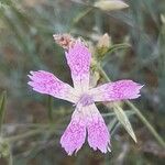 Dianthus lusitanus Çiçek