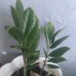 Zamioculcas zamiifoliaHoja