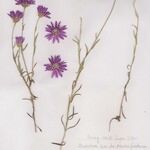 Xeranthemum annuum Costuma