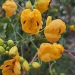 Senna pendula Floro