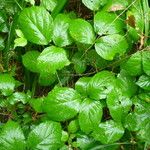 Rubus adscitus Övriga