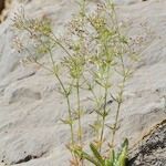 Galium setaceum आदत