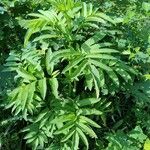 Angelica razulii Leaf