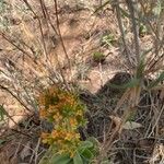 Kalanchoe lanceolata Blüte