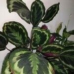 Calathea roseopicta Hoja