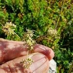 Dichoropetalum carvifolia Blüte