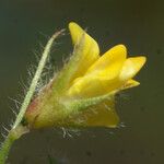 Medicago murex Blüte