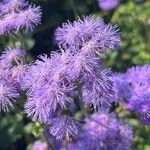 Ageratum houstonianum Цветок